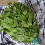 daun mint supplyyuk 2