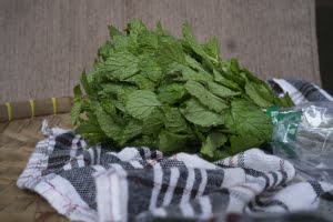 daun mint supplyyuk 2