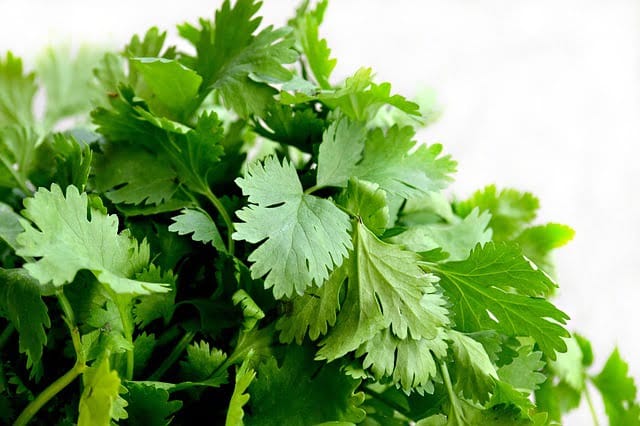 daun parsley adalah apa