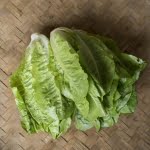 romaine