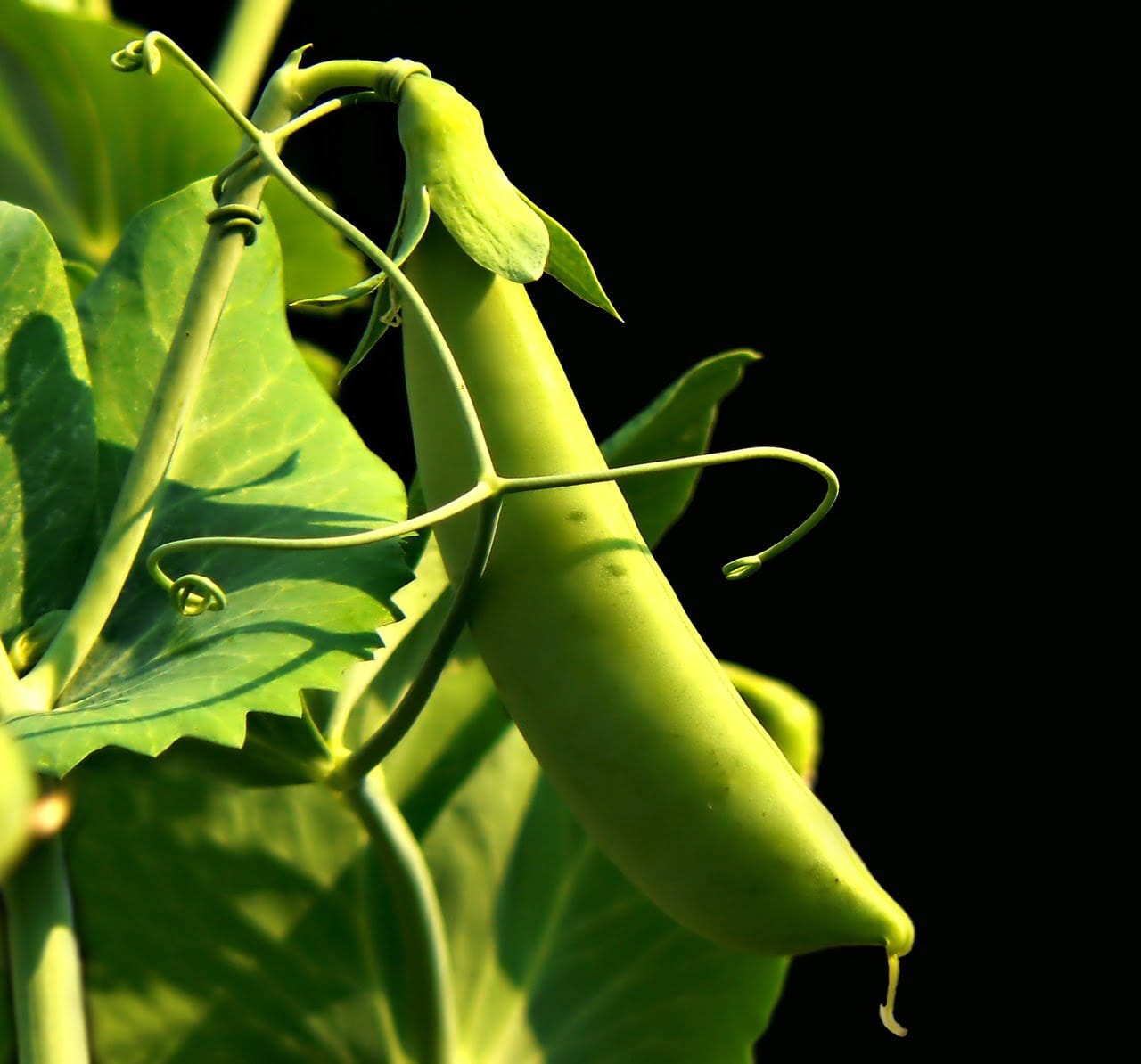 supplier sayur bali
