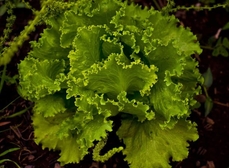 distributor sayur malang