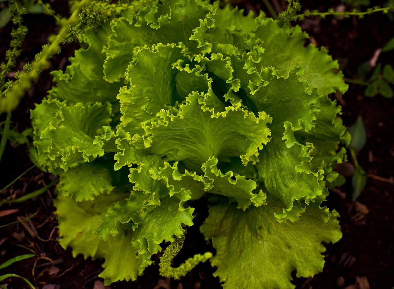 distributor sayur malang