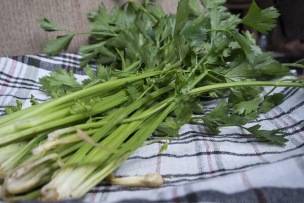 daun seledri supplyyuk, supplier sayur jakarta barat
