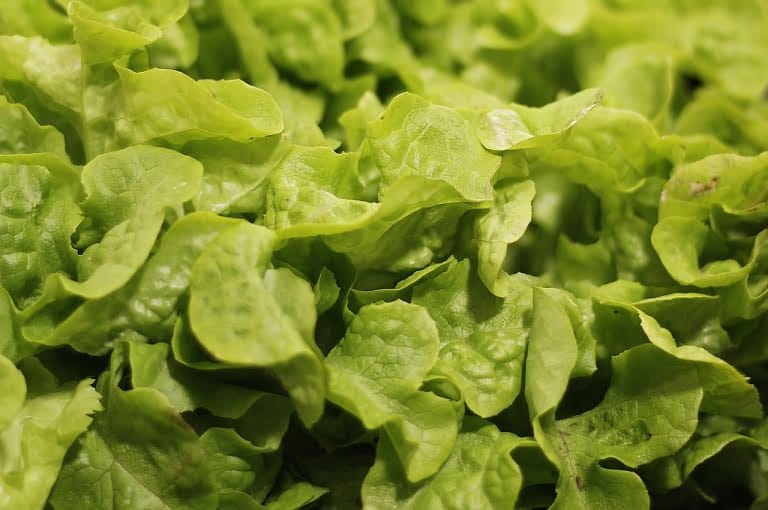 supplier sayur dan buah di bali
