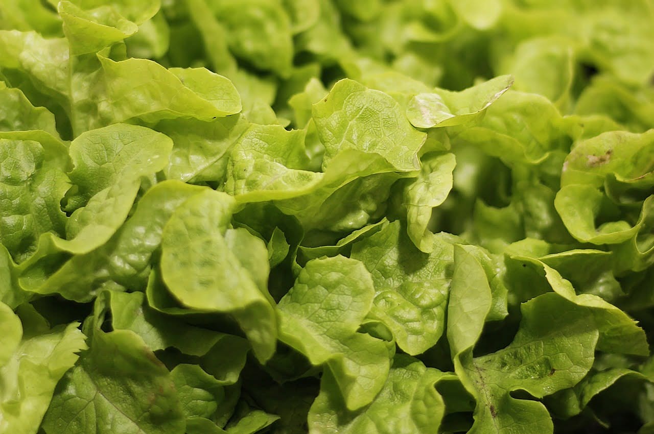 supplier sayur dan buah di bali