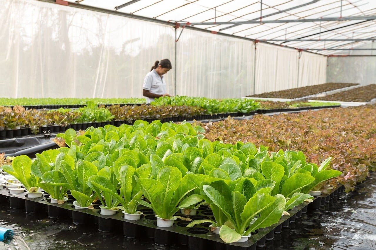 supplier sayur jakarta