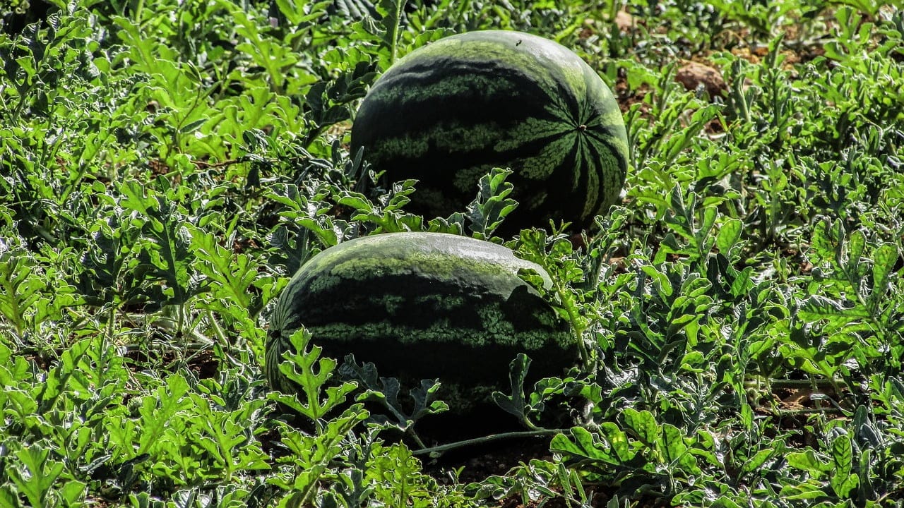 jual sayur asin di surabaya