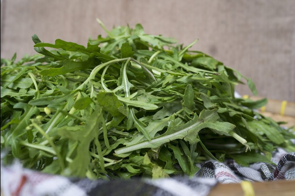 daun arugula supplyyuk 3