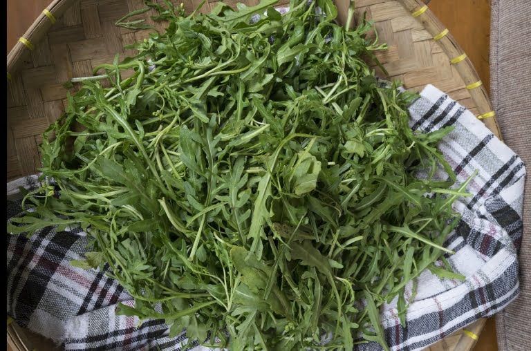 daun arugula supplyyuk 3