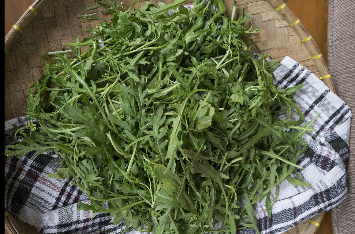 daun arugula supplyyuk 3 daun arugula supplyyuk 3