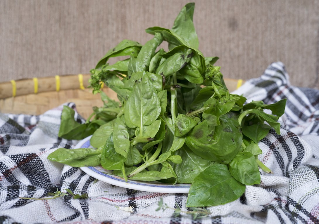 daun basil supplyyuk 3