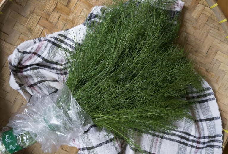 daun dill supplyyuk 4