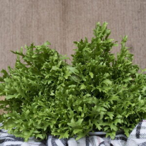 daun endive supplyyuk 1