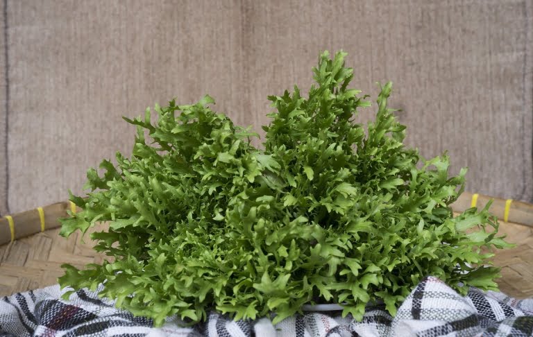 daun endive supplyyuk 1