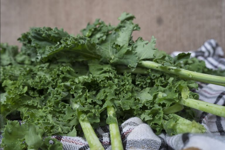 daun kale supplyyuk 1