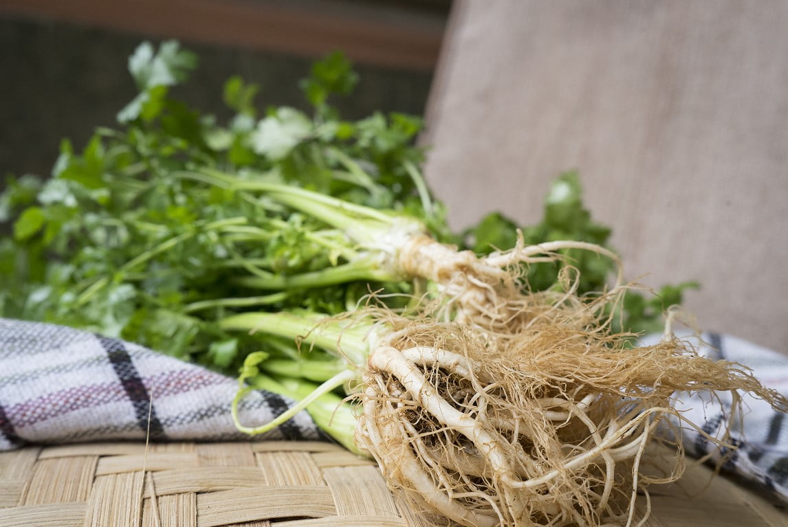 daun ketumbar supplyyuk 3