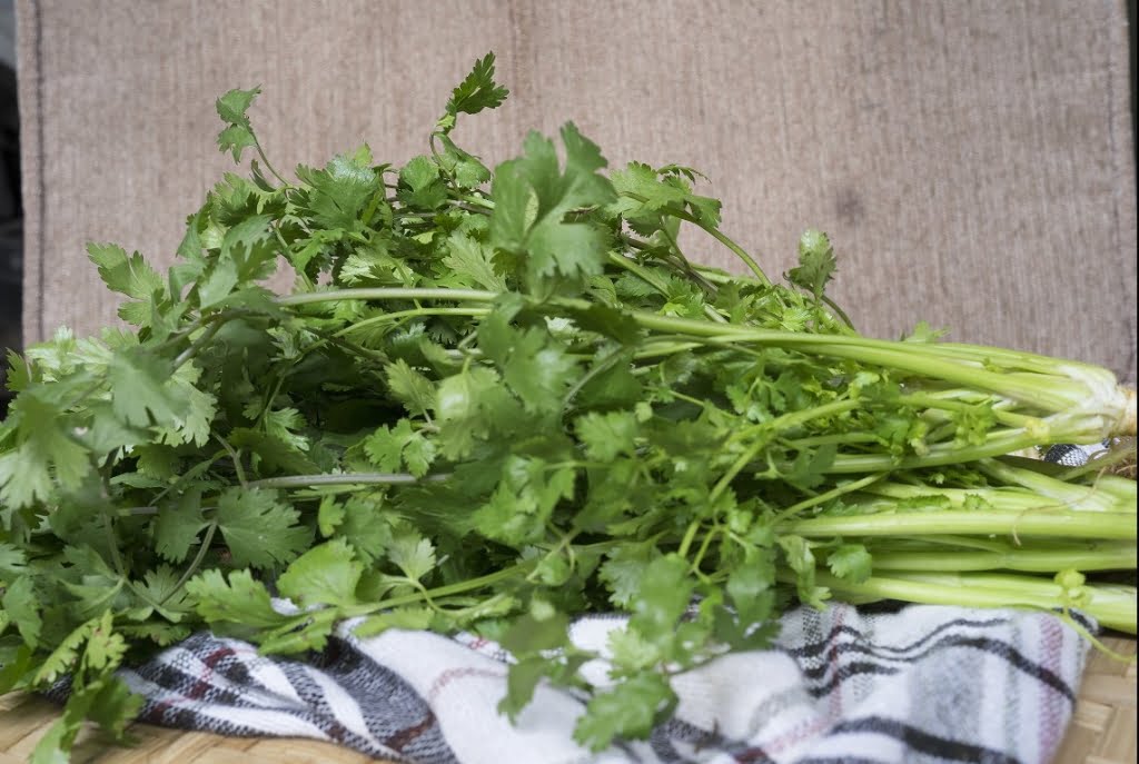 SUPPLIER SAYUR DAN BUAH daun ketumbar supplyyuk 3
