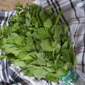 daun mint supplyyuk 1