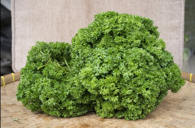 daun parsley supplyyuk 4