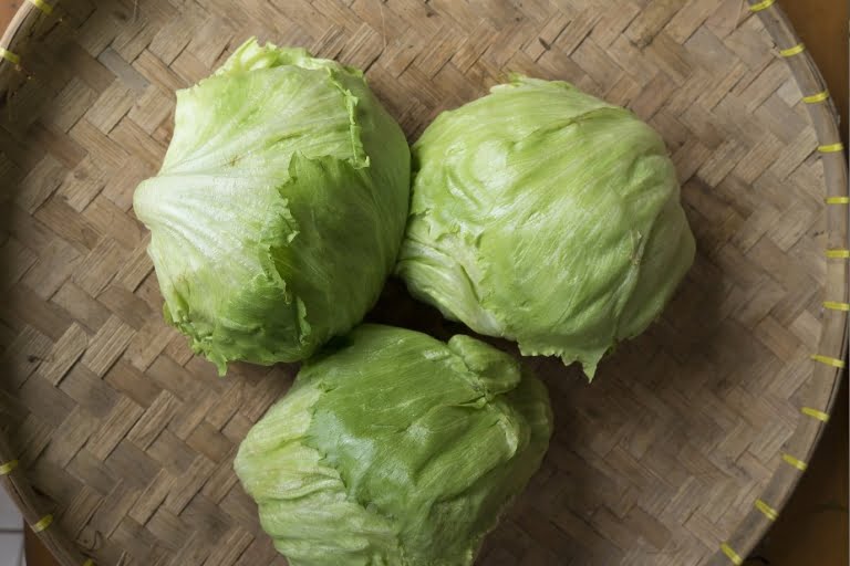 head lettuce supplyyuk