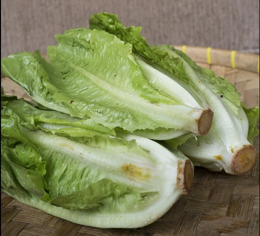 TEMPAT JUAL SAYUR ORGANIK DI JAKARTA romaine supplyyuk 3