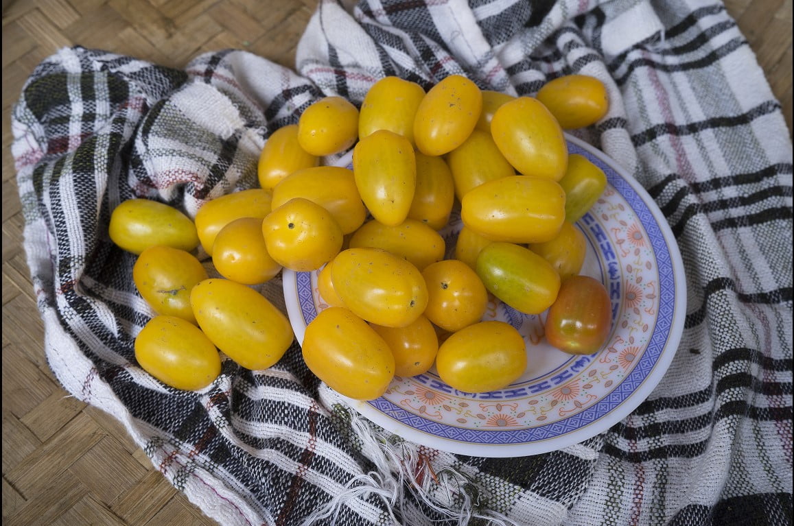 tomat cherry kuning supplyyuk 3