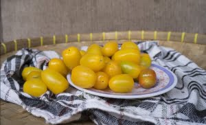 tomat cerry kuning supplyyuk 3