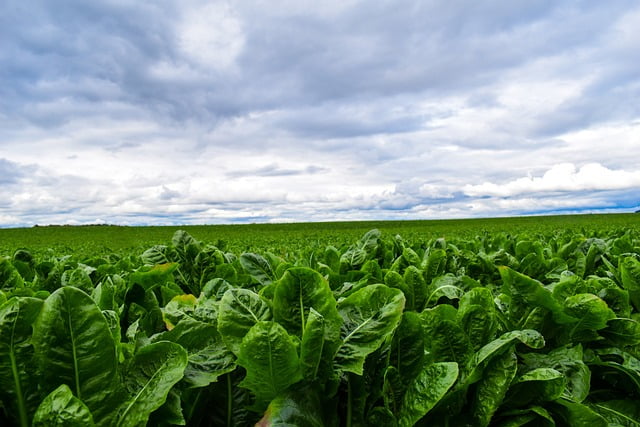 Manfaat Selada Romaine