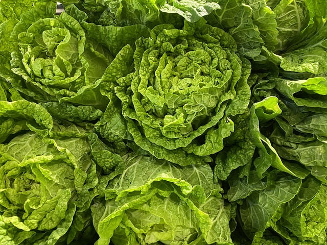 Manfaat Selada Romaine