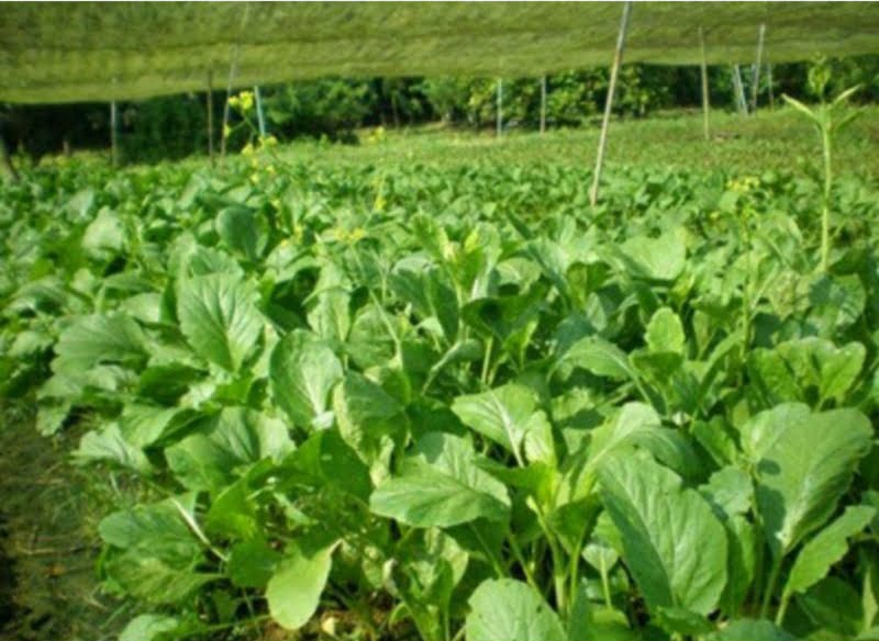manfaat sayur sawi untuk kesehatan