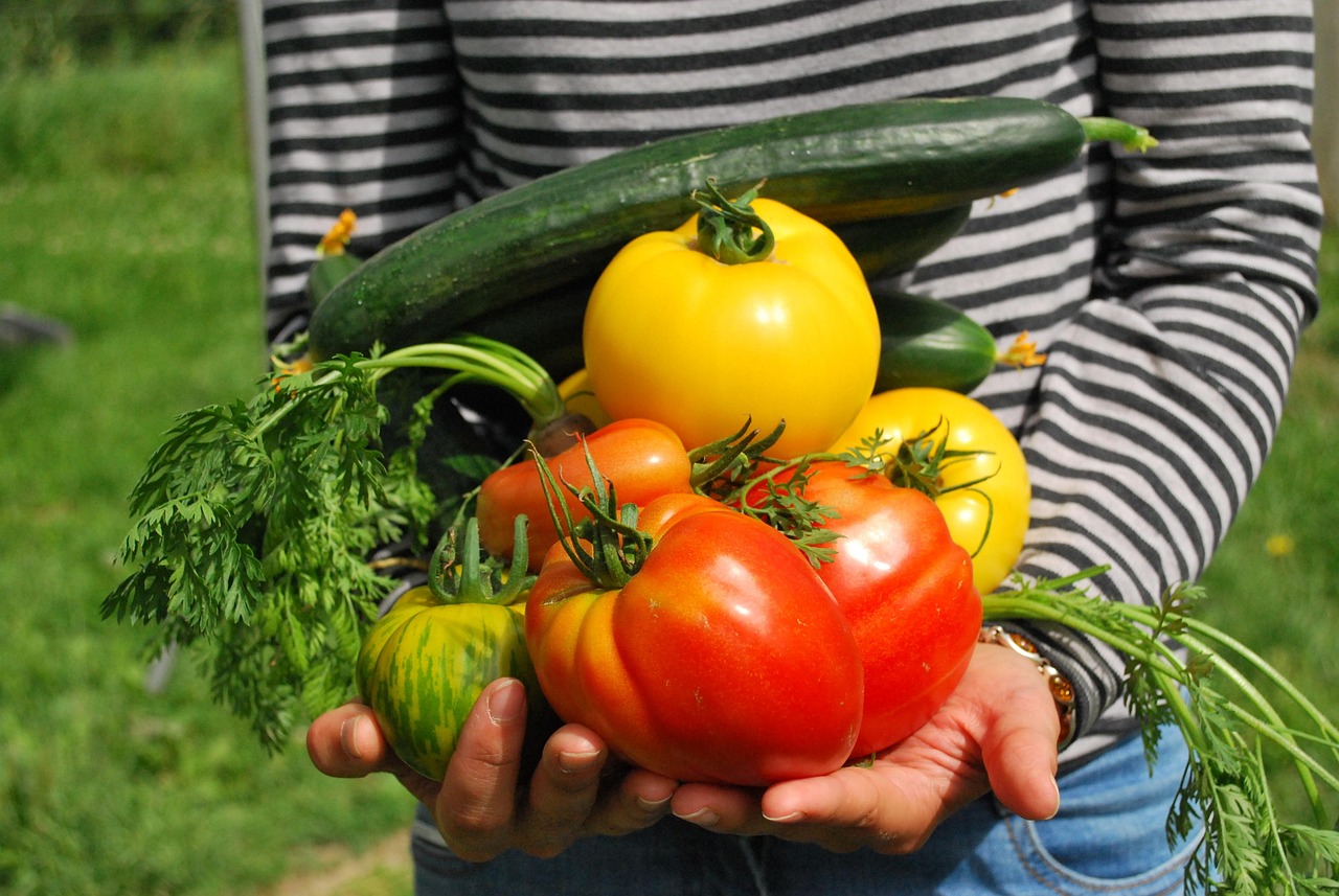 Supplier Sayur Hidroponik